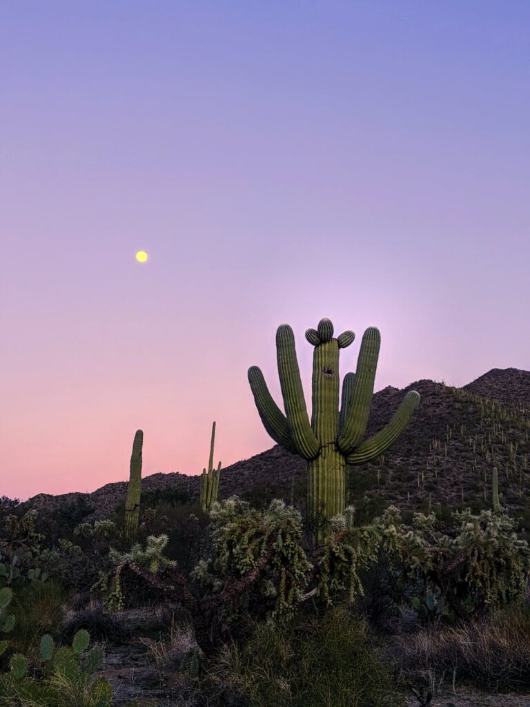 cactus plant on hill during sunset