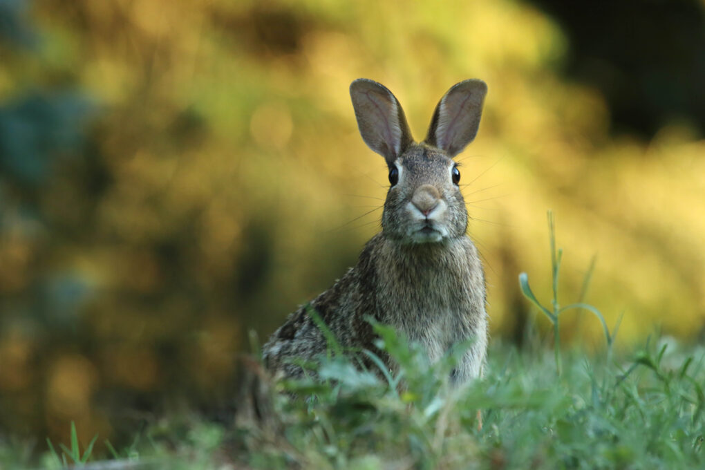 A close up of an animal