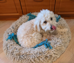 A dog sitting on the floor