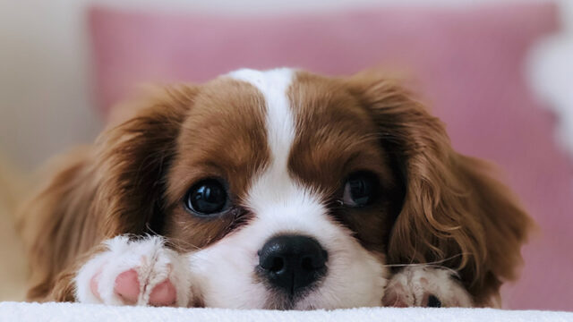 A small brown dog lying on a bed