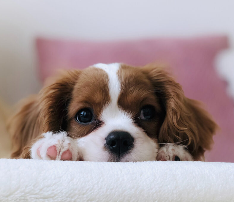 A small brown dog lying on a bed