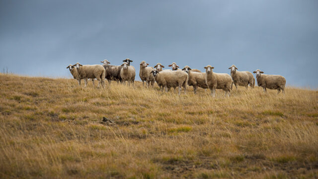 A herd of sheep on the pasture