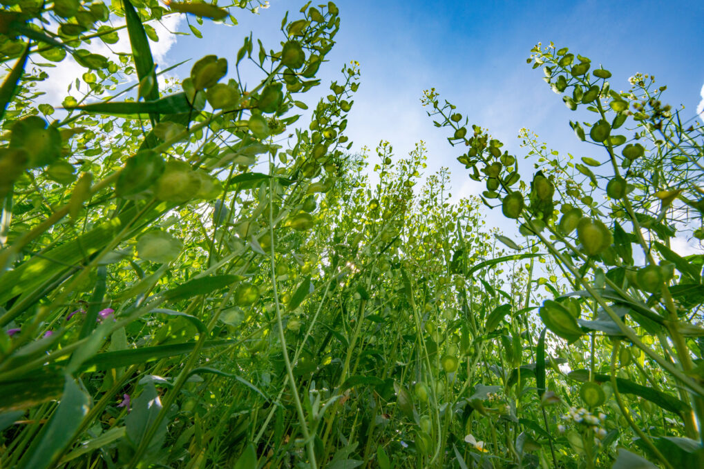 weeds in a garden against a blue sky