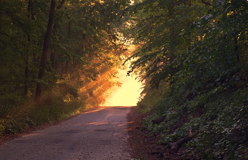 A road through a forest