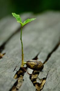 A close up of an insect