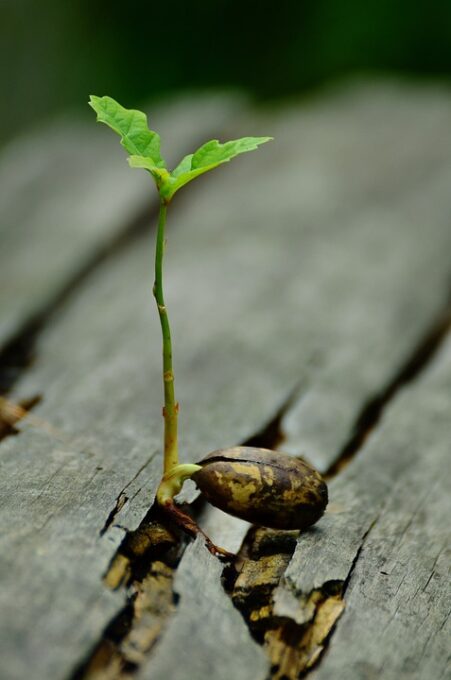 A close up of an insect