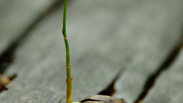A close up of an insect