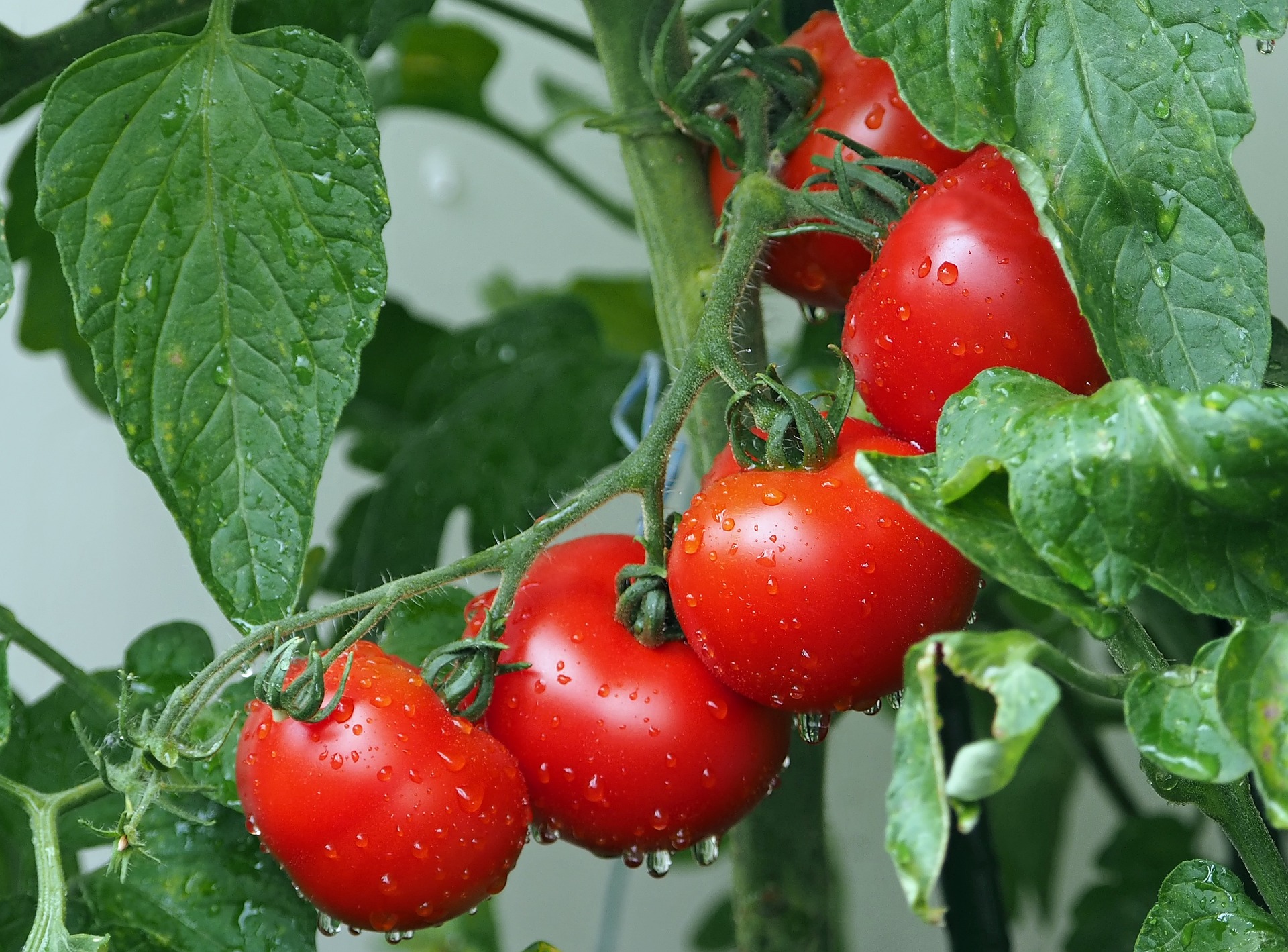 A close up of a tomato on a leaf