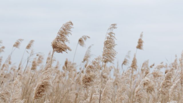 A snow covered field